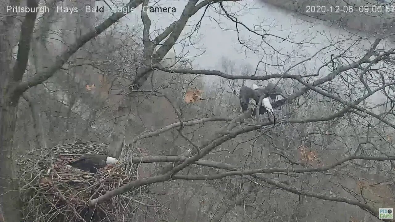 Hays Eagles Dad great flyoff to River 2020 12 06 900am