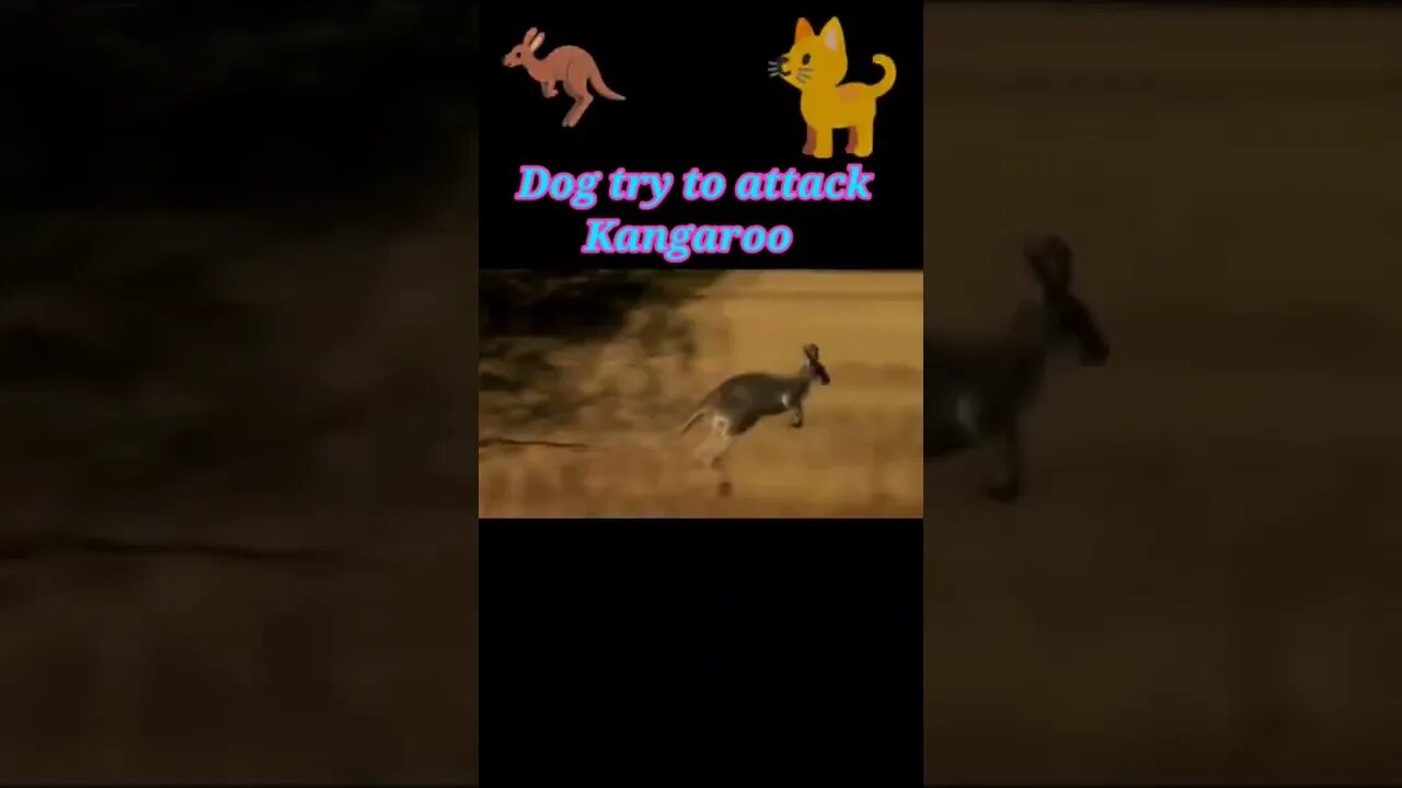 Dog try to attack Kangaroo 2022 🦘#youtubeshorts #shorts #shortvideo