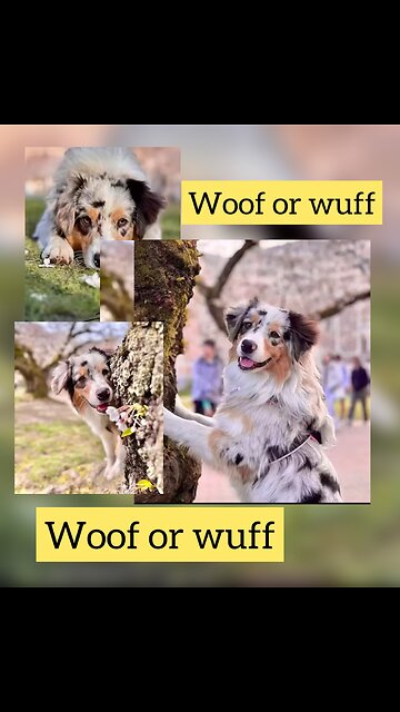 Best of the 2023 funny Animal videos