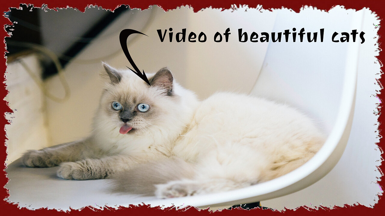 Video of beautiful and adorable cats