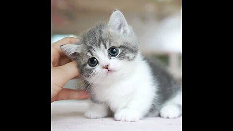 Baby Cute Cat ❤️