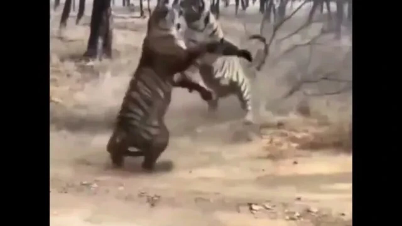 Tiger Fight - WOW - Daily Dose of Nature