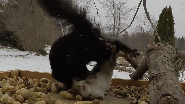 Red & black squirrels have vicious fight at bird feeder