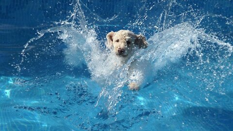 funny dog happy to sea water finally