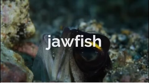 Jawfish: Tiny Fish That Greatly Protects Its Young Ones