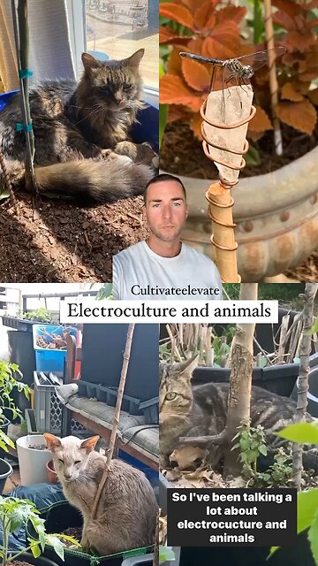 Electroculture and Animals