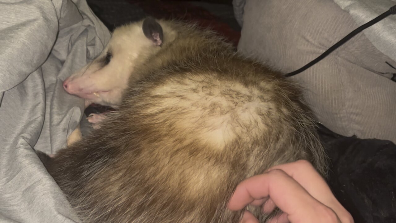 Petting a Possum