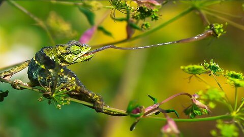 Lizard Firstest Tongue is too Dengerous For Small Insects | Animal Lover