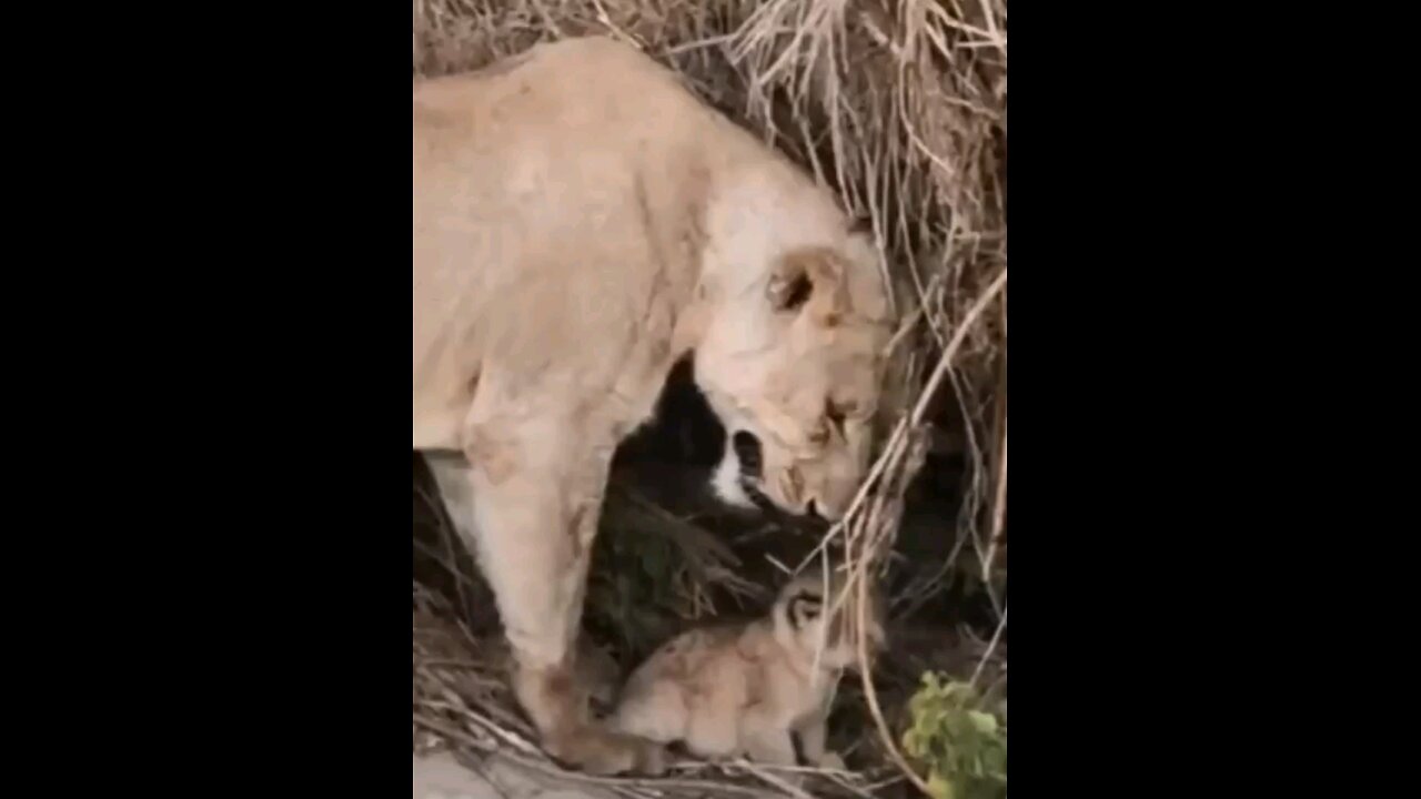 Baby Lion Roars Lion Cub Roaring And Mother Carring