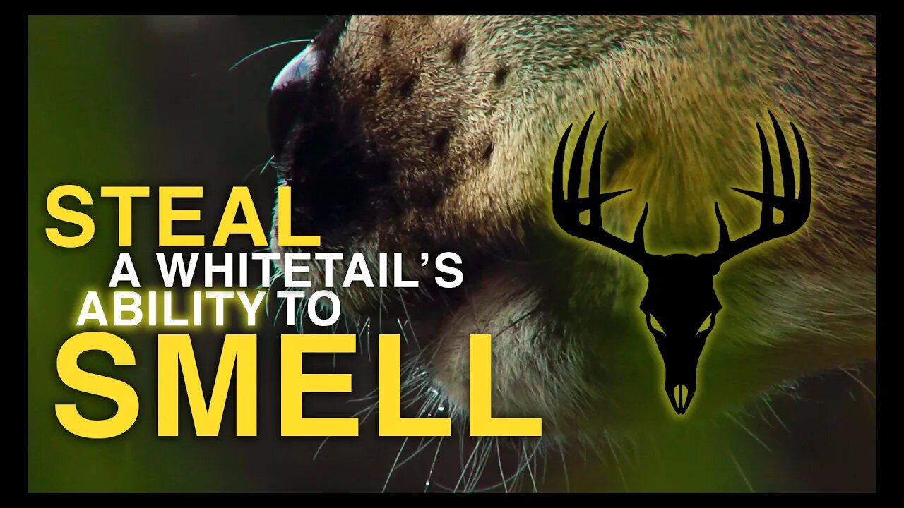 Scent Thief Steals a Whitetail's Ability to Smell