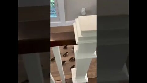 Ducks Getting Confident Walking Through House