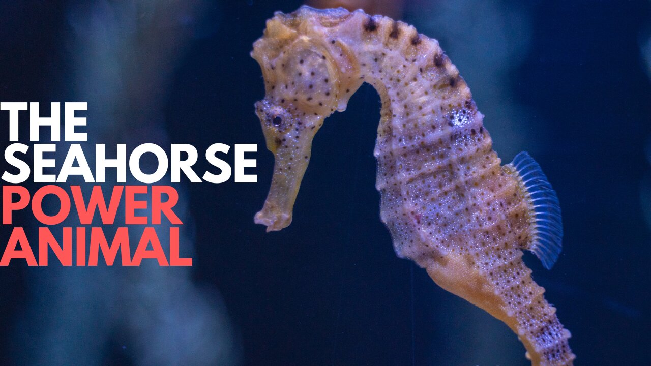 Seahorse Power Animal