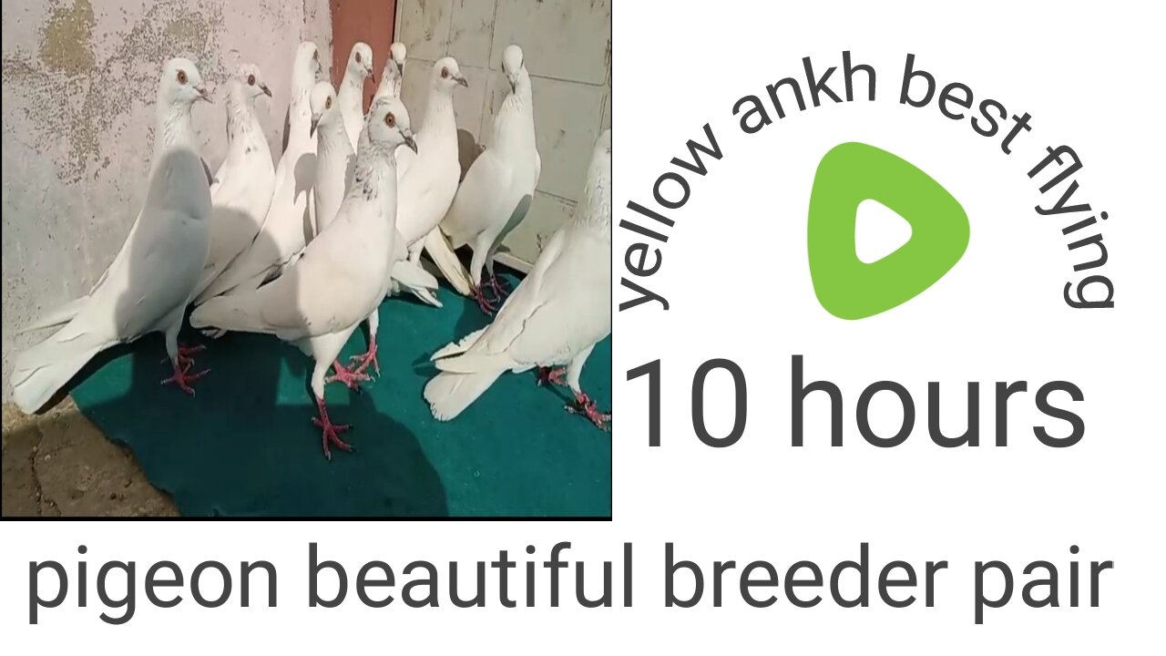 Yellow ankhon waly pigeon beautiful breeder