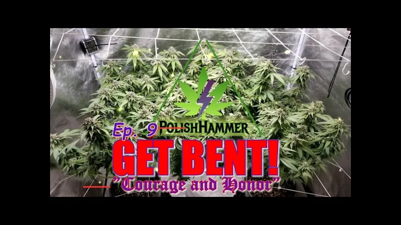 GET BENT! Ep.9 "Courage and Honor" #SOUTHBAYGENETICS #SPIDERFARMER #ROYALKUSH7BX2 👊🤛👸👑🍍❄🔥💨🔨 Day 42