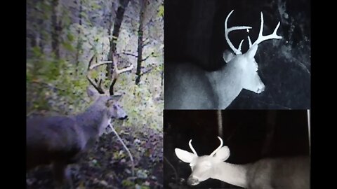 Checking the Trail Cameras
