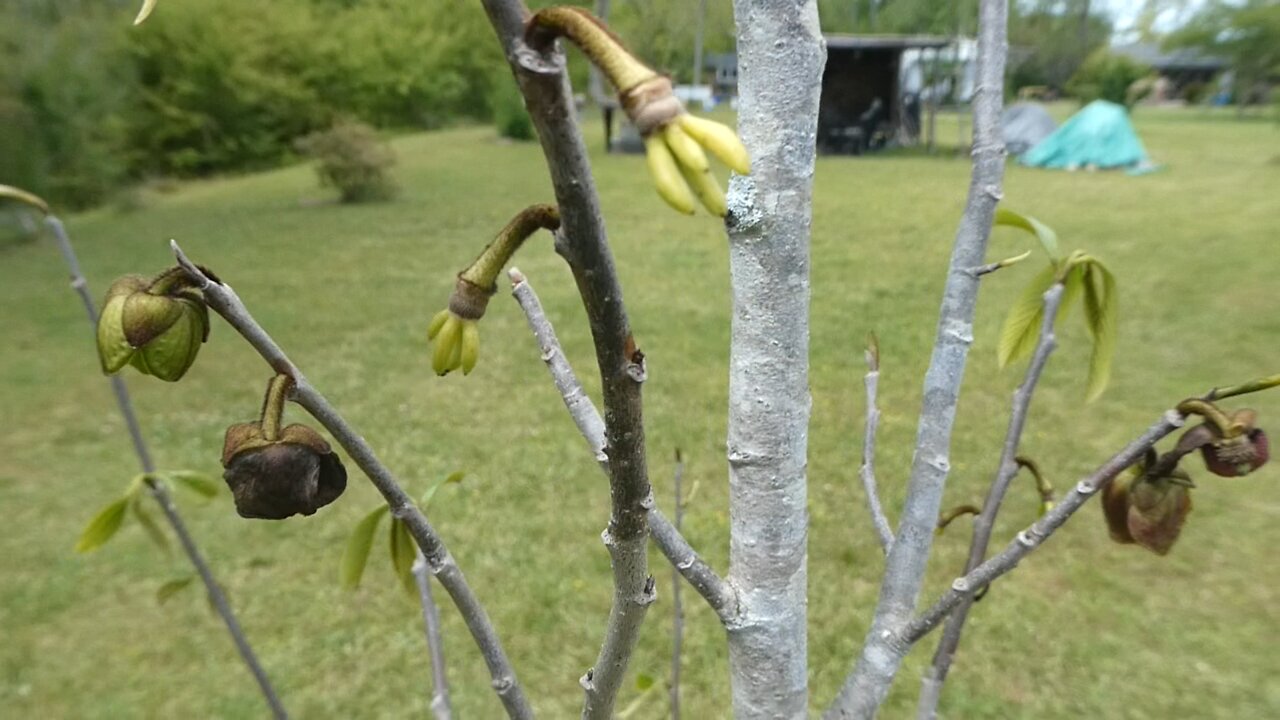 BACK YARD HOME STEAD (Paw Paw)