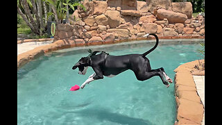 Great Dane's 1st swim with her GoPro harness