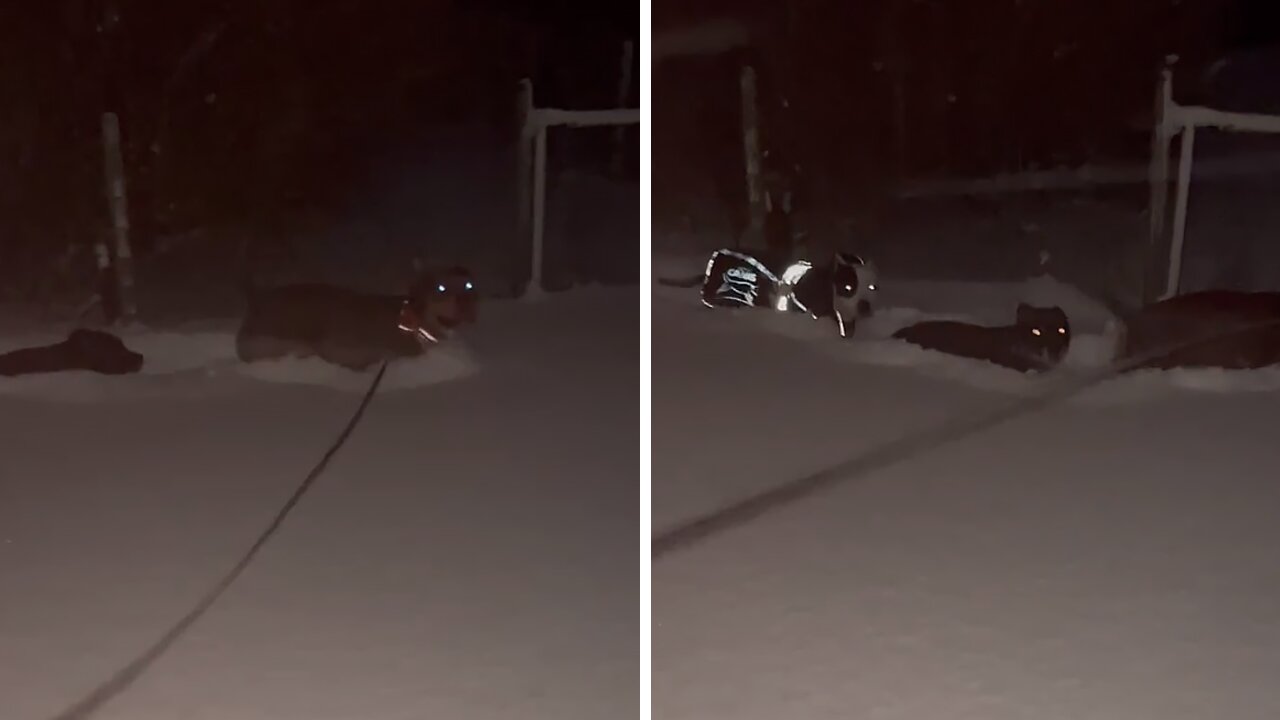 Dogs Trudge Through Extremely Deep Snow