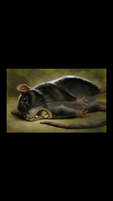 Что-то КРЫСЕ не хорошо, просто на улице мучается 🐀 Что за болезнь ❔ #Shorts