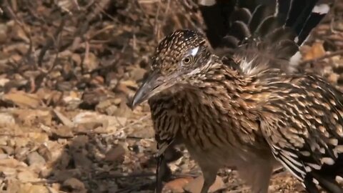 Roadrunner VS Rattlesnake