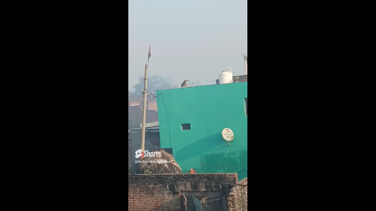 monkey🐒🐒 #funny #comedy#viral #trending #
