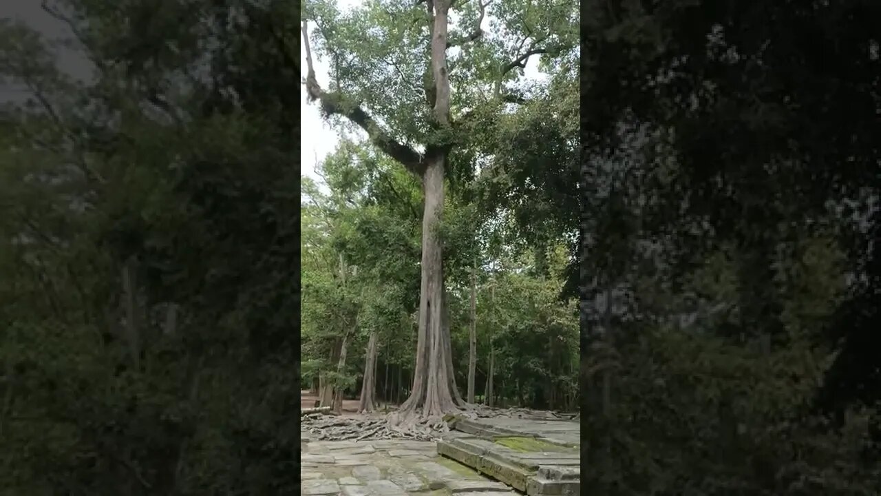 Taphrom Temple #shorts #tourcambodia #angkorwat