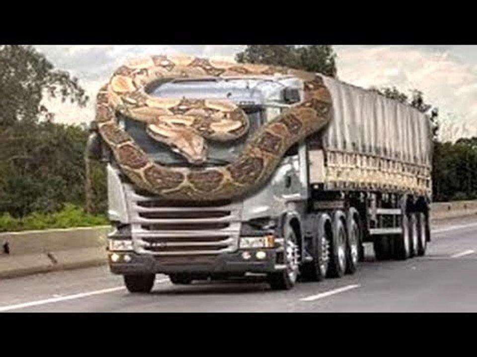 Giant Python Attacking and Catching Dangerous Snakes