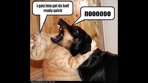 Funny cat and dog 😂😂 part-1