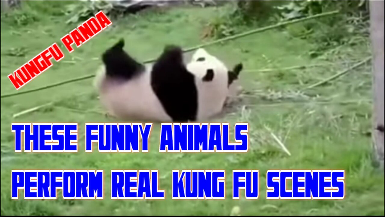 This cute panda 🐼 does real kung fu moves