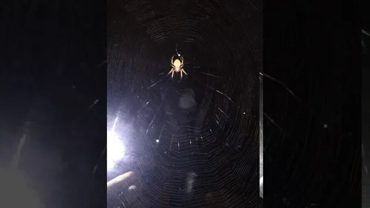 Watch this spider work on it's web!