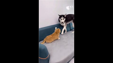 Brown Cat beats the husky dog