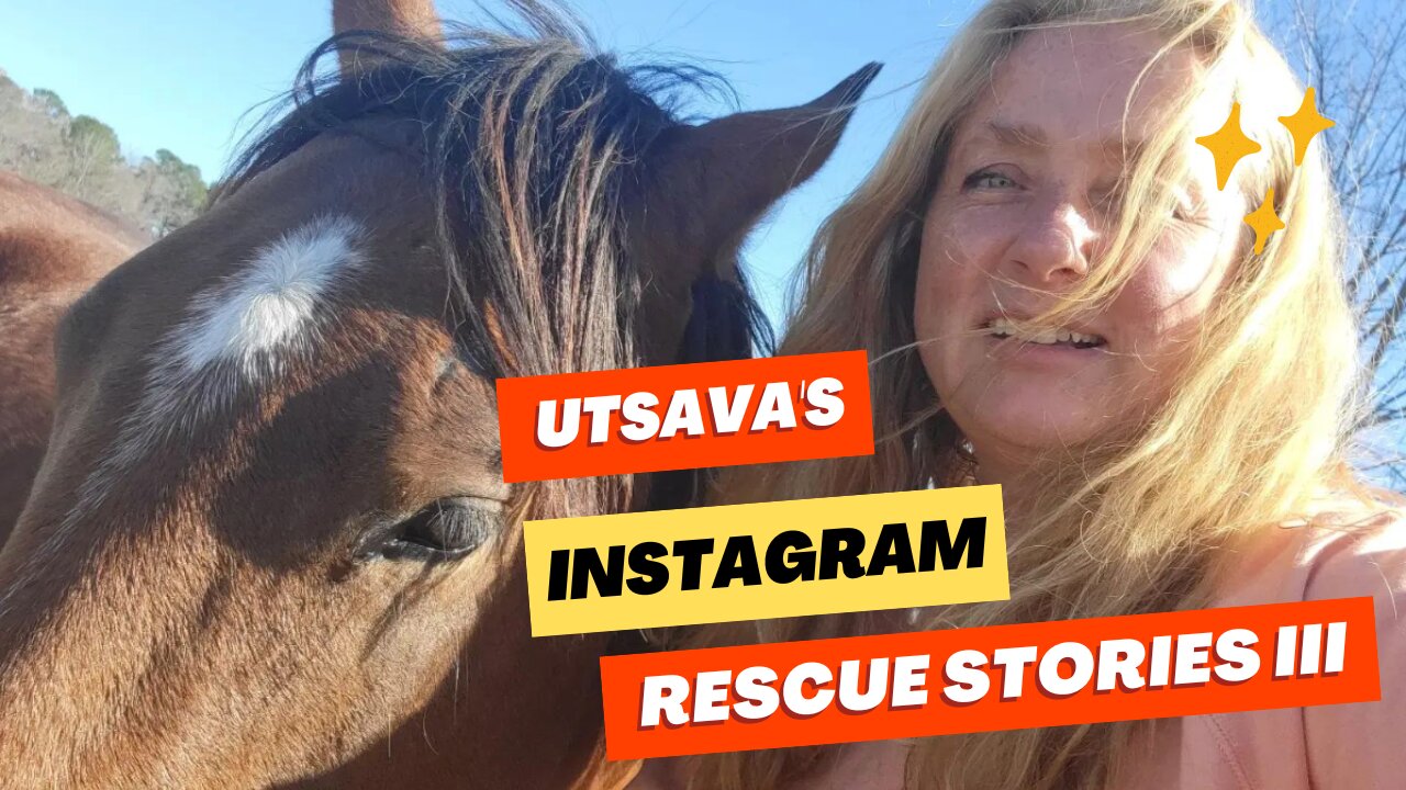 Utsava's Instagram Rescue Stories III