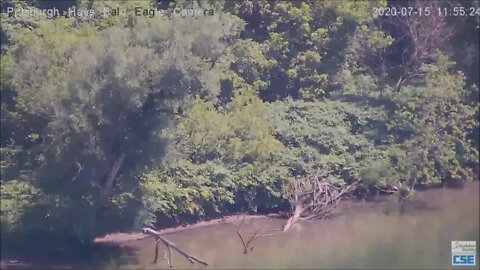 Hays Eagle sightings on the Monongahela River 71520
