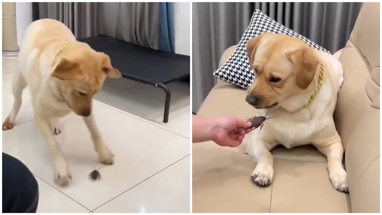 Funny cute dog react to toy