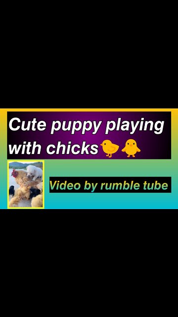 Cute puppy | playing with chicks🐤🐥 | #Cute #Entertainment #funny #trending #dog #chicks