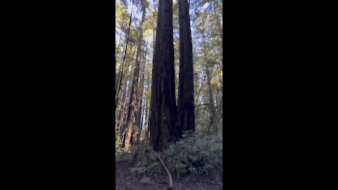 Looking Up 2 Redwoods