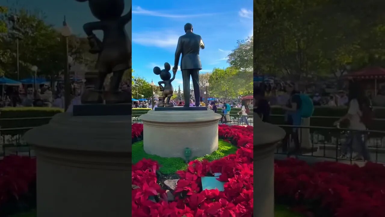 The Hub is decorated with poinsettias #disneyland #christmas #poinsettias #partners #mickeymouse