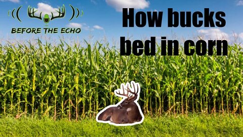 How do bucks use corn fields to bed