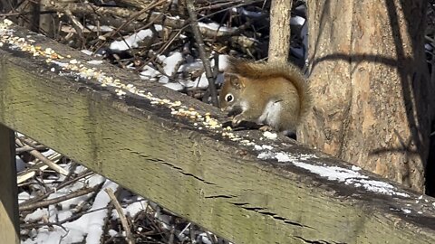 Red-Tailed squirrel and a very cautious Cardinal