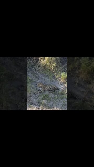 Maasai Mara Sightings Today 08/08/21 (Lions, Cheetah, Leopard, etc) | Zebra Plains | #shorts