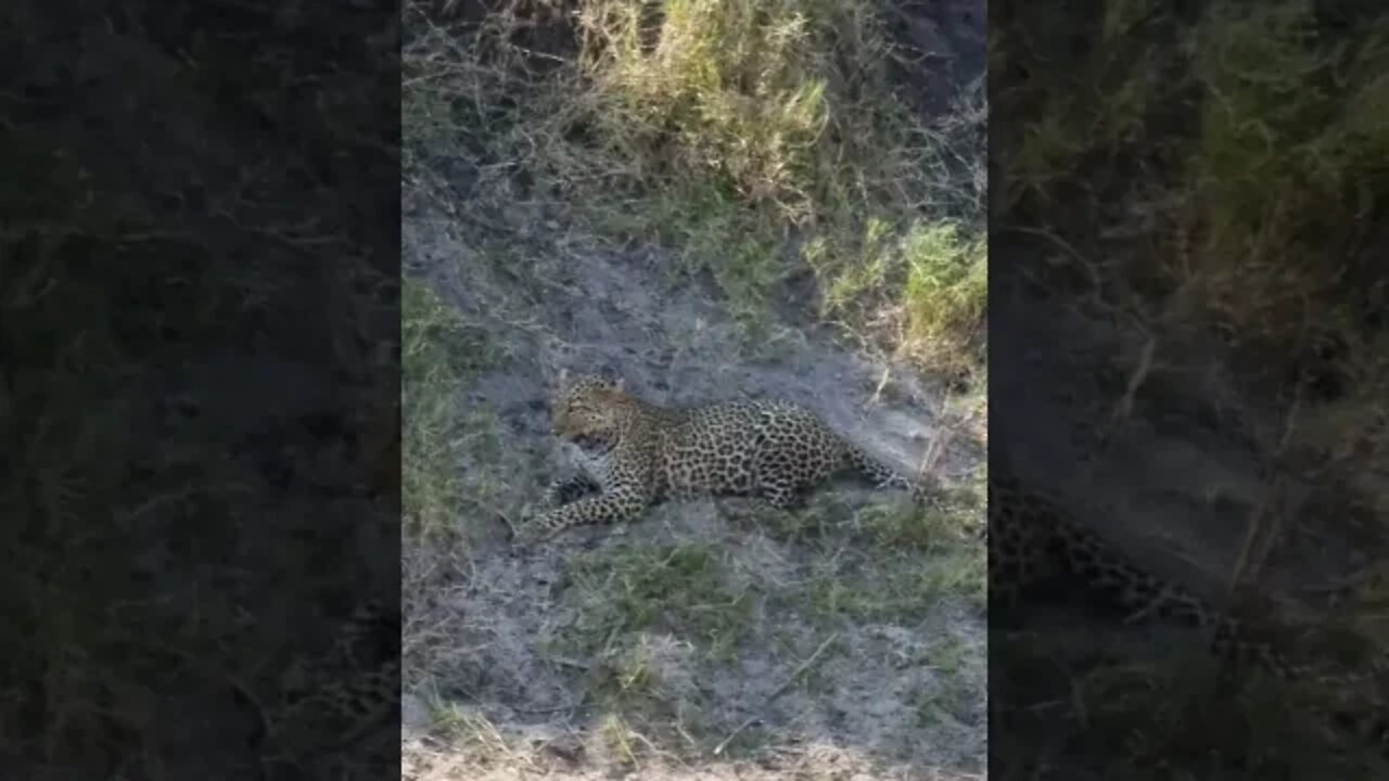 Maasai Mara Sightings Today 08/08/21 (Lions, Cheetah, Leopard, etc) | Zebra Plains | #shorts