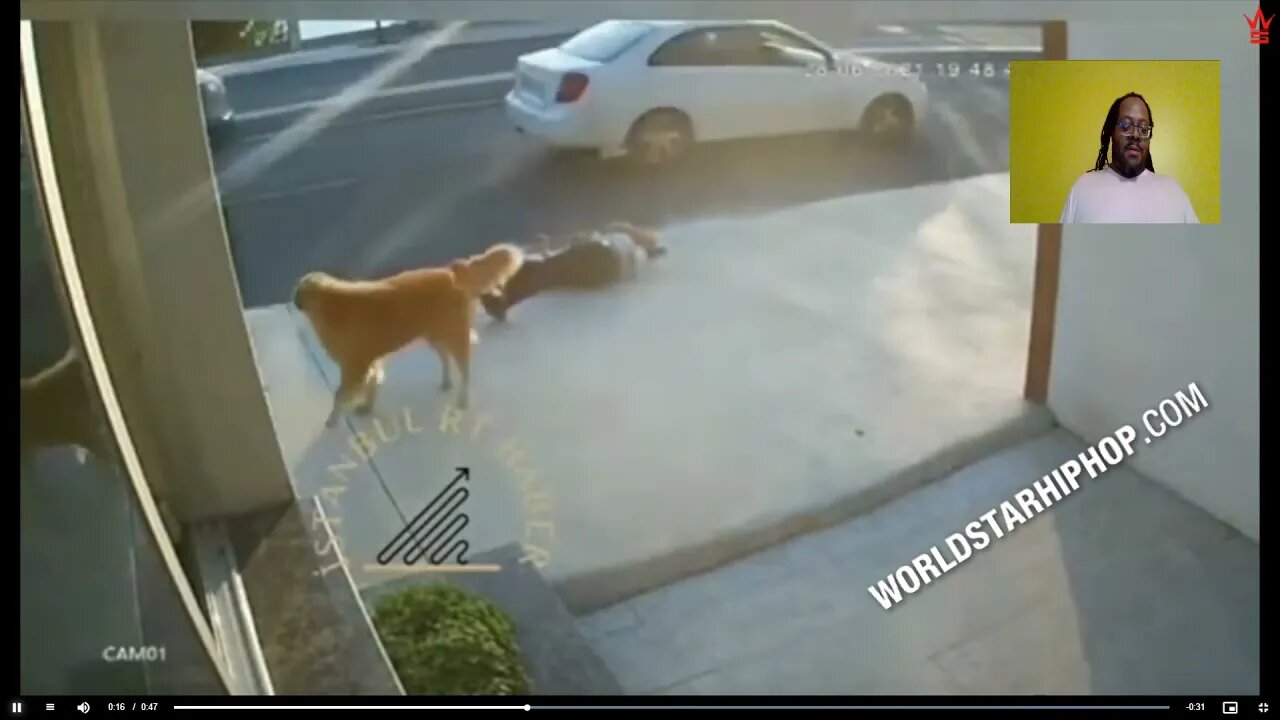Dog Barks At Passerby And Causes Him To Get Hit By A Truck!