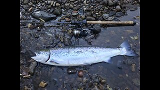 Big Salmon