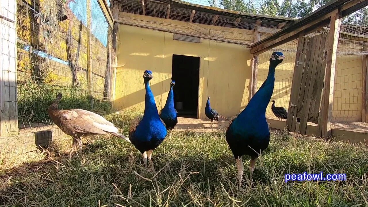 Peacock Pens and Grass, Peacock Minute, peafowl.com