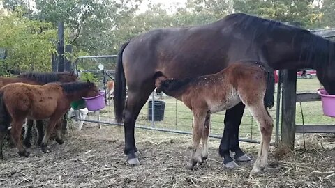 Dyani Feeding from mum while Paddy and Tippy eat in the background