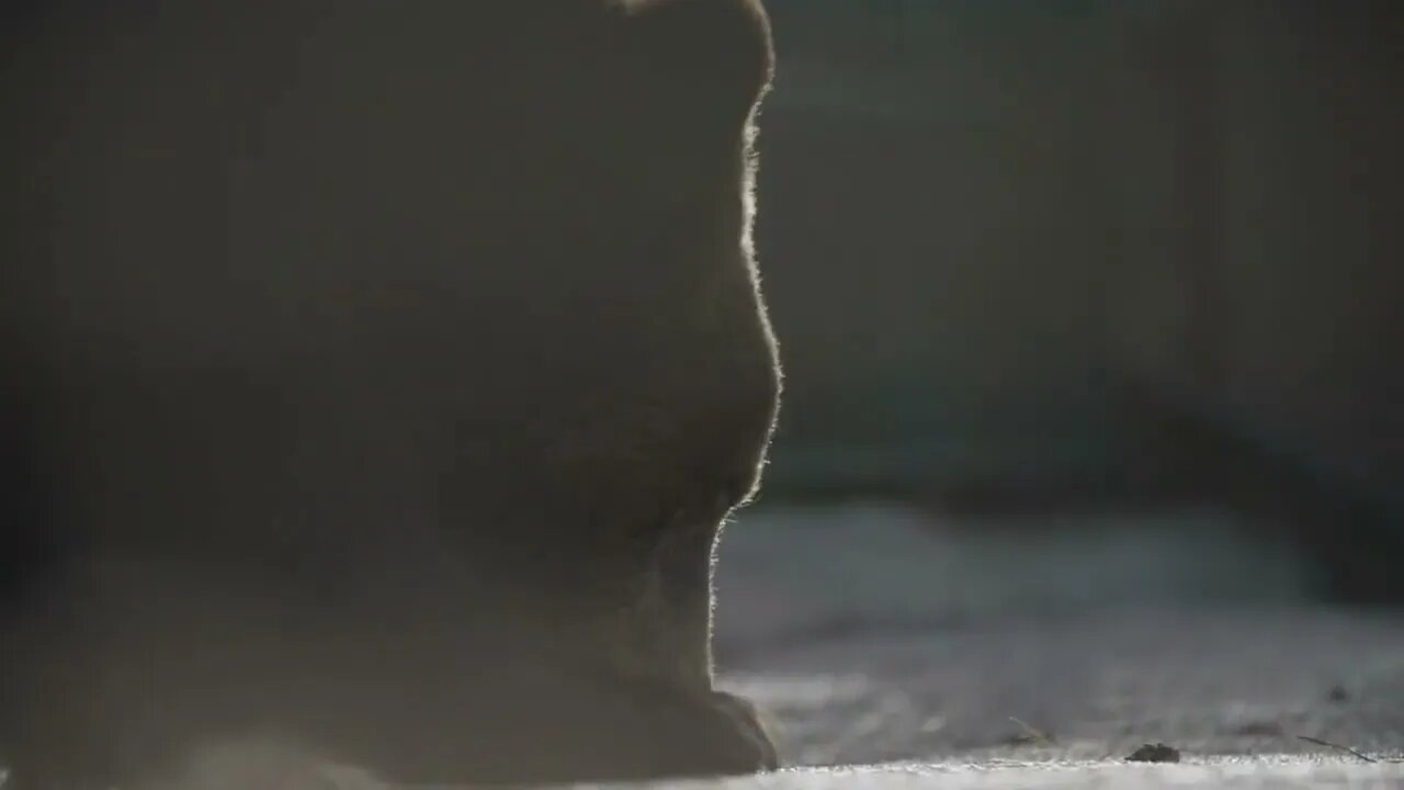 Brown Bear Is Licking Honey From The Ground