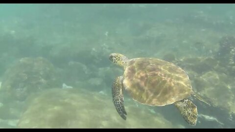 hawaii following turtle