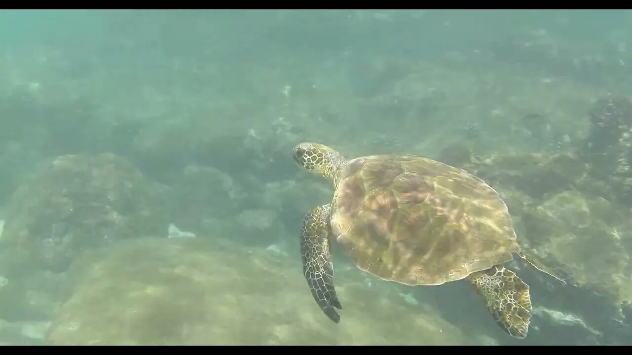 hawaii following turtle