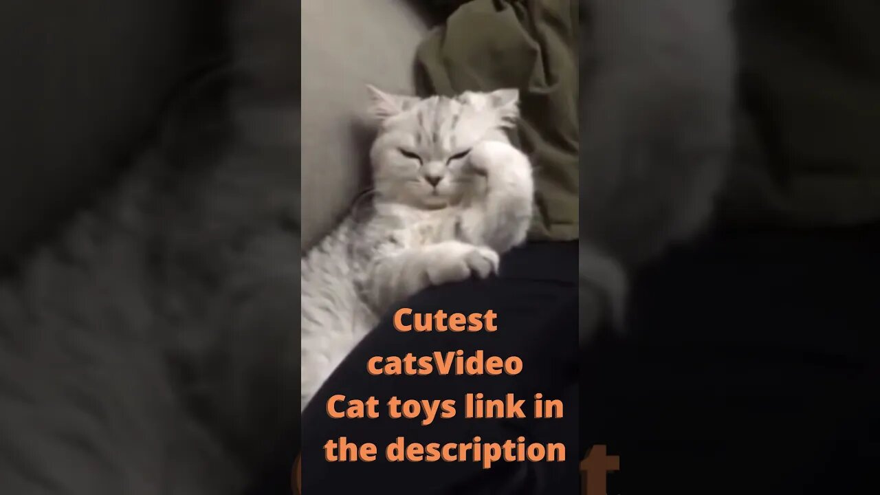 😀 😻 😺 cutest cats compilation | try not to laugh😀 ,Funny Cute Pets Lovers , #shorts