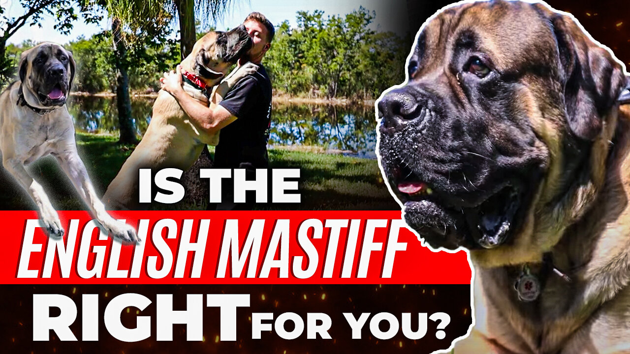 Is the ENGLISH MASTIFF Right for You?